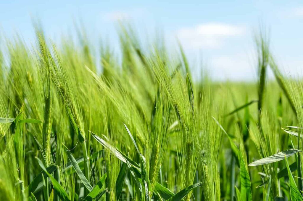 biocombustibles avanzados